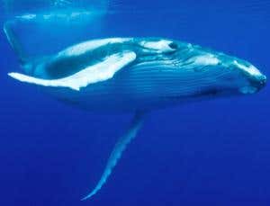 New Scientist. Science news and long reads from expert journalists, covering developments in science, technology, health and the environment on the website and the magazine.