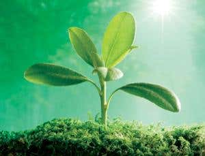 Nature's hot green quantum computers revealed