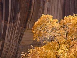 Martian sheen: Life on the rocks