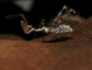 New Scientist. Science news and long reads from expert journalists, covering developments in science, technology, health and the environment on the website and the magazine.