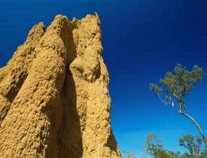 For sustainable architecture, think bug