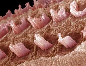 New Scientist. Science news and long reads from expert journalists, covering developments in science, technology, health and the environment on the website and the magazine.