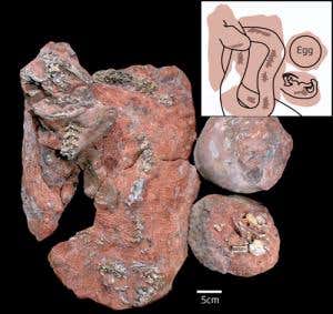 Dino-eating snake killed in action