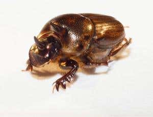 New Scientist. Science news and long reads from expert journalists, covering developments in science, technology, health and the environment on the website and the magazine.