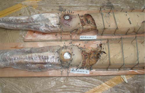 Pinned, ready for preparation