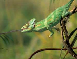 Why chameleons are the only lizards that eat breakfast