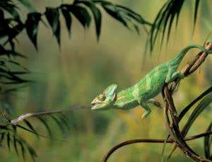 New Scientist. Science news and long reads from expert journalists, covering developments in science, technology, health and the environment on the website and the magazine.