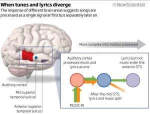 Music and lyrics: How the brain splits songs