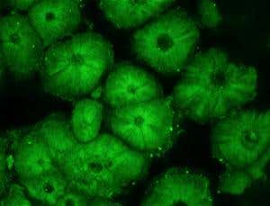 New Scientist. Science news and long reads from expert journalists, covering developments in science, technology, health and the environment on the website and the magazine.