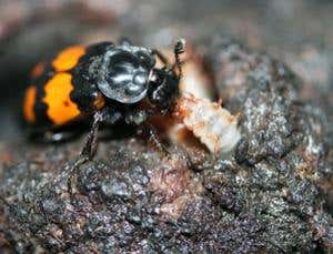 New Scientist. Science news and long reads from expert journalists, covering developments in science, technology, health and the environment on the website and the magazine.