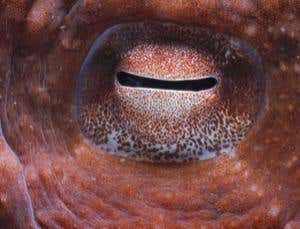 HDTV reveals brainy octopus has no personality