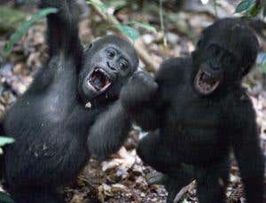 New Scientist. Science news and long reads from expert journalists, covering developments in science, technology, health and the environment on the website and the magazine.