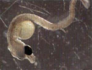 A baby Gulf pipefish, in the brood pouch 