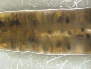 Inside a pregnant male's brood pouch, 10 days into gestation. The embryos are visible through the pouch folds, curled into little balls around the remnants of their yolk. The large black circles are their developing eyes 