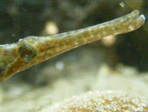 New Scientist. Science news and long reads from expert journalists, covering developments in science, technology, health and the environment on the website and the magazine.