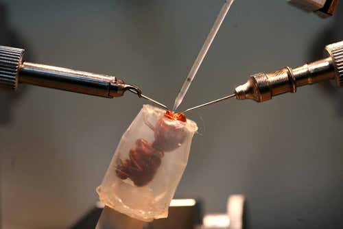 Artificial insemination equipment normally used for honeybees was used to collect seminal fluid in leafcutter ants