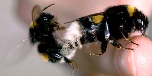 A copulating pair of the bumblebee Bombus terrestris