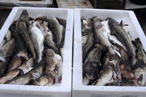 Recipe for rarity: fish threatened by cookbooks