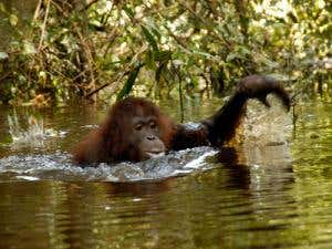 Orang-utans can swim – we've got pictures to prove it