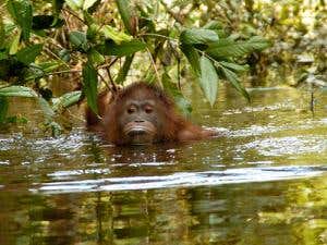 New Scientist. Science news and long reads from expert journalists, covering developments in science, technology, health and the environment on the website and the magazine.