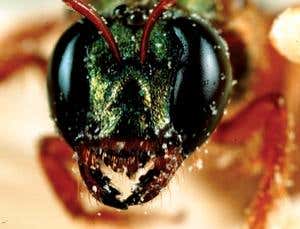 New Scientist. Science news and long reads from expert journalists, covering developments in science, technology, health and the environment on the website and the magazine.