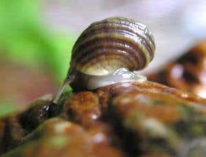 New Scientist. Science news and long reads from expert journalists, covering developments in science, technology, health and the environment on the website and the magazine.