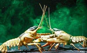 Male crayfish turned on by urine