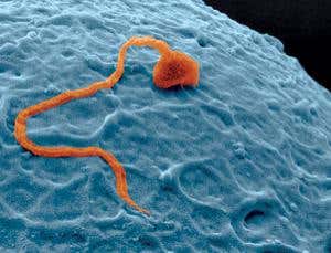 New Scientist. Science news and long reads from expert journalists, covering developments in science, technology, health and the environment on the website and the magazine.