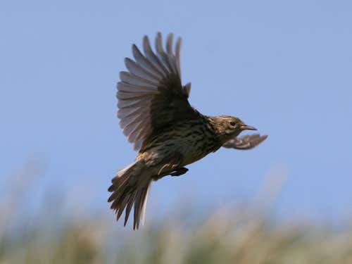 The at-risk pipit population could be one of the first to recover