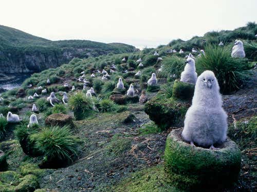 The ground-nesting albatross population is currently at risk from the rats