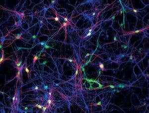 New Scientist. Science news and long reads from expert journalists, covering developments in science, technology, health and the environment on the website and the magazine.