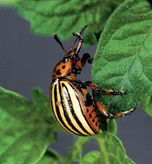 New Scientist. Science news and long reads from expert journalists, covering developments in science, technology, health and the environment on the website and the magazine.