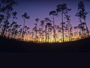 Risk to Everglades is Florida's shame