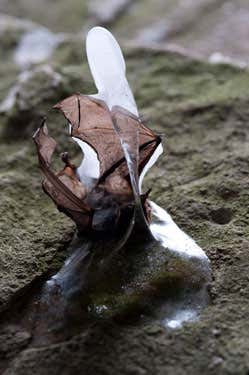 Little brown bats have been hit hardest by the emerging disease