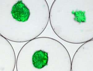 New Scientist. Science news and long reads from expert journalists, covering developments in science, technology, health and the environment on the website and the magazine.