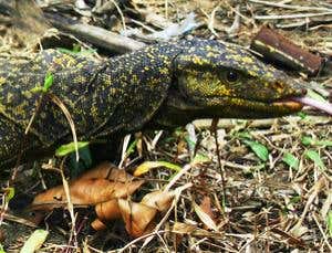 Meet the giant fruit-eating monitor lizard
