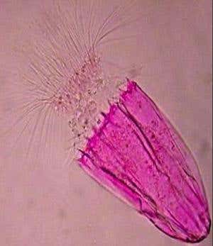 New Scientist. Science news and long reads from expert journalists, covering developments in science, technology, health and the environment on the website and the magazine.