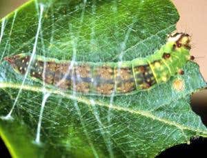 New Scientist. Science news and long reads from expert journalists, covering developments in science, technology, health and the environment on the website and the magazine.