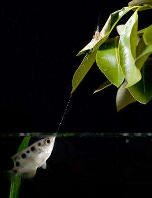 New Scientist. Science news and long reads from expert journalists, covering developments in science, technology, health and the environment on the website and the magazine.