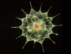 Hard-to-see sea life: a close look at watery microbes