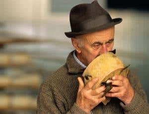 Sense of smell makes flies' time fly