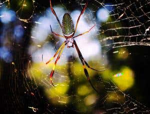 New Scientist. Science news and long reads from expert journalists, covering developments in science, technology, health and the environment on the website and the magazine.