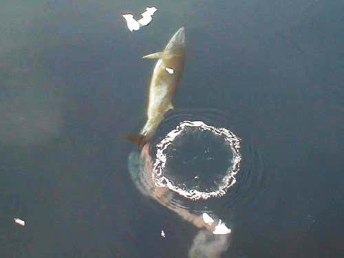 The high iron content of whale faeces feeds Antarctic krill in the Southern Ocean and elsewhere