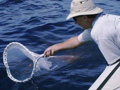 Researcher Nick Gales collects faeces sample from water