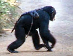 New Scientist. Science news and long reads from expert journalists, covering developments in science, technology, health and the environment on the website and the magazine.