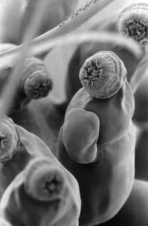 New Scientist. Science news and long reads from expert journalists, covering developments in science, technology, health and the environment on the website and the magazine.