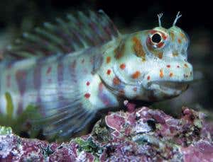 New Scientist. Science news and long reads from expert journalists, covering developments in science, technology, health and the environment on the website and the magazine.