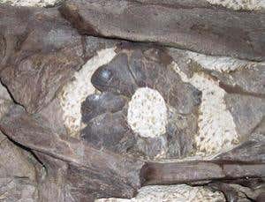 A scleral ring from a Tylosaurus fossil (Image: Mike Everhart, Oceans of Kansas Paleontology