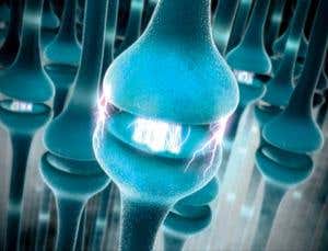 Paralysed limbs revived by hacking into nerves