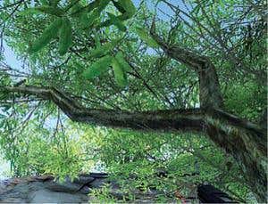 Pointillist style could bring lifelike graphics to PCs